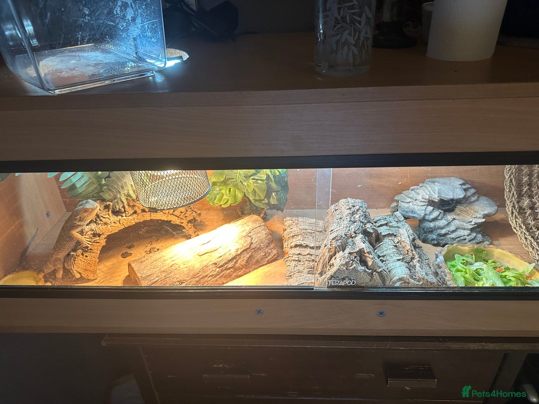 Bearded Dragon reptiles for sale: Her name is spike  - Advert 2