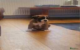 Boxer dogs for sale: 🌟🩷COI 0.5% KC REG BOBTAIL GIRL🩷🌟 - Image 33