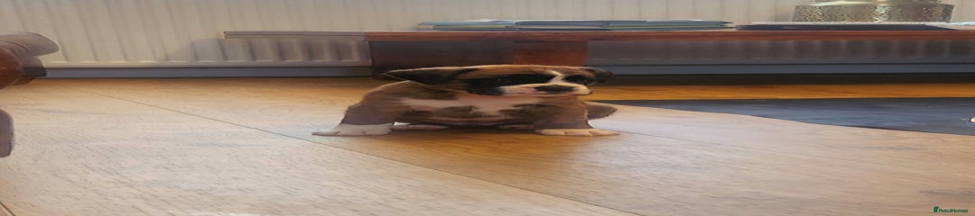 🩵Pup 6- Flashy brindle tailed boy🩵