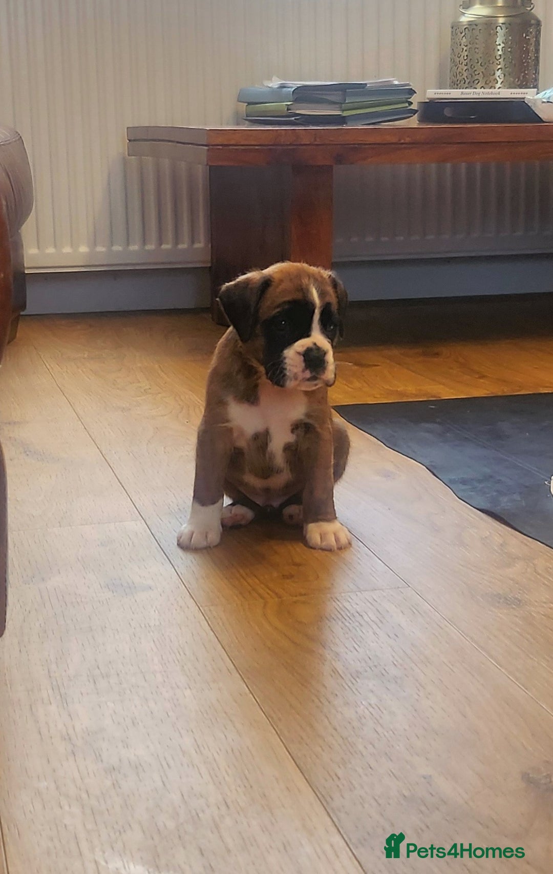 Boxer dogs for sale: 🌟🩷COI 0.5% KC REG BOBTAIL GIRL🩷🌟 - Image 33