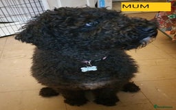 Labradoodle dogs for sale: Curly Coated Hypo-Allergenic Labradoodle Puppies   - Image 5