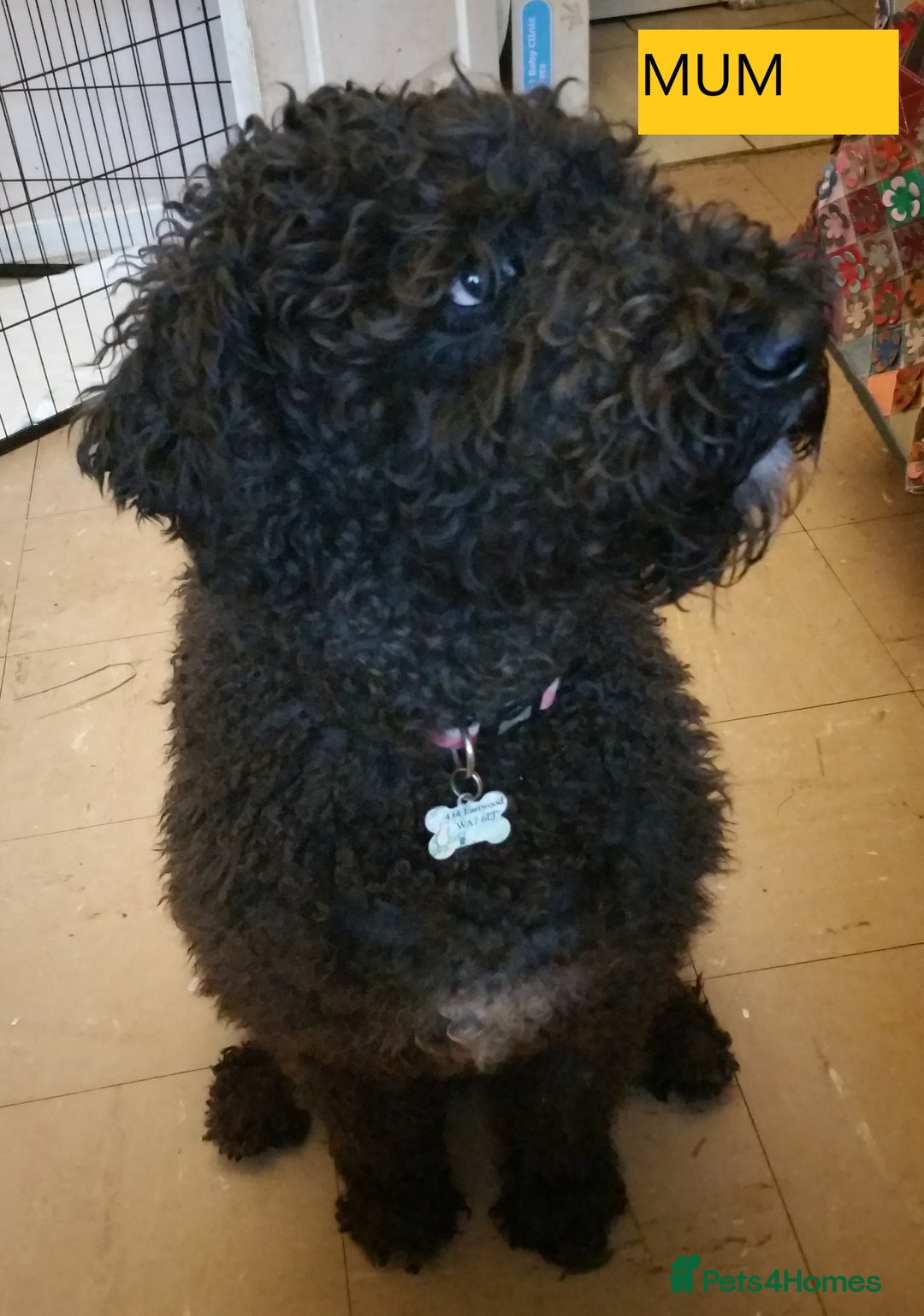 Labradoodle dogs for sale: Curly Coated Hypo-Allergenic Labradoodle Puppies   - Image 5