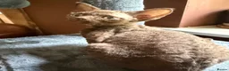 Devon Rex cats for sale:  GCCF registered  Devon Rex kittens available  in Leominster - Advert 4