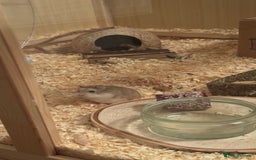 Hamster rodents for sale: Roborovskia Drawf Hamster - Image 2