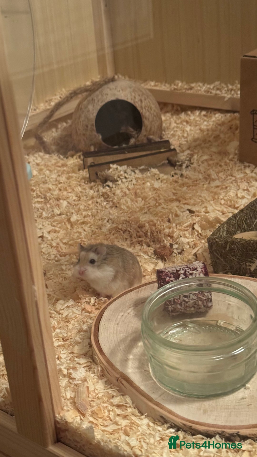 Hamster rodents for sale: Roborovskia Drawf Hamster - Image 2