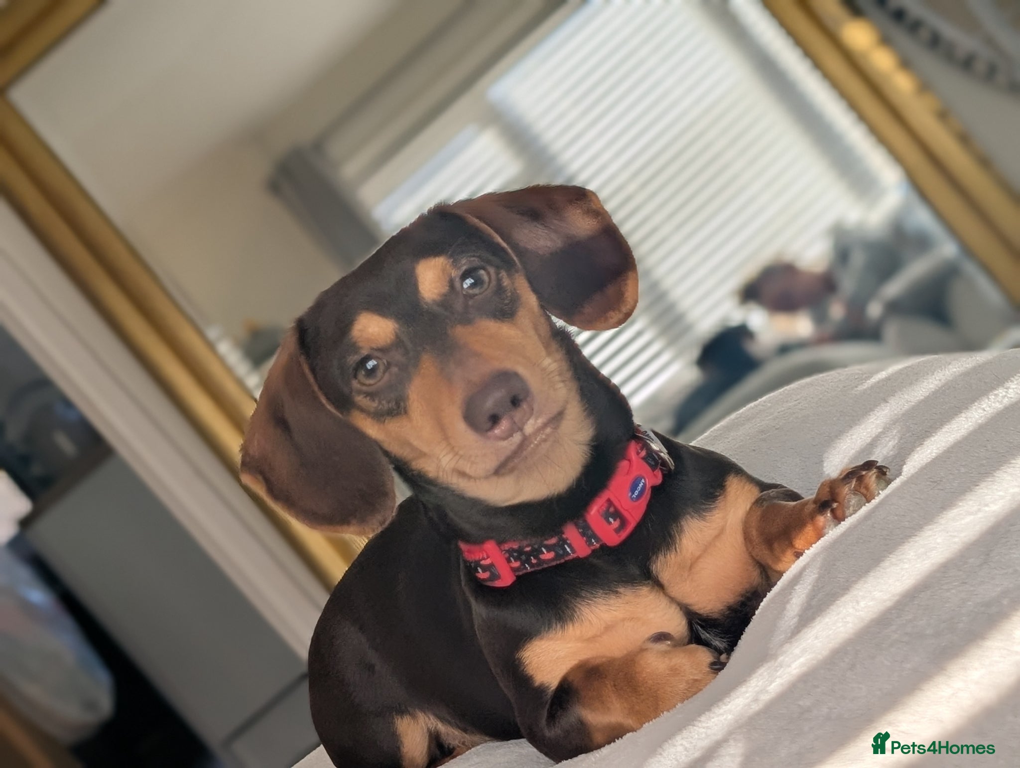 Miniature Dachshund dogs Miniature dachshund stud - Advert 3