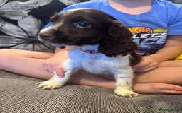 Sprocker dogs for sale: Gorgeous Sprocker spaniel puppy - Image 4