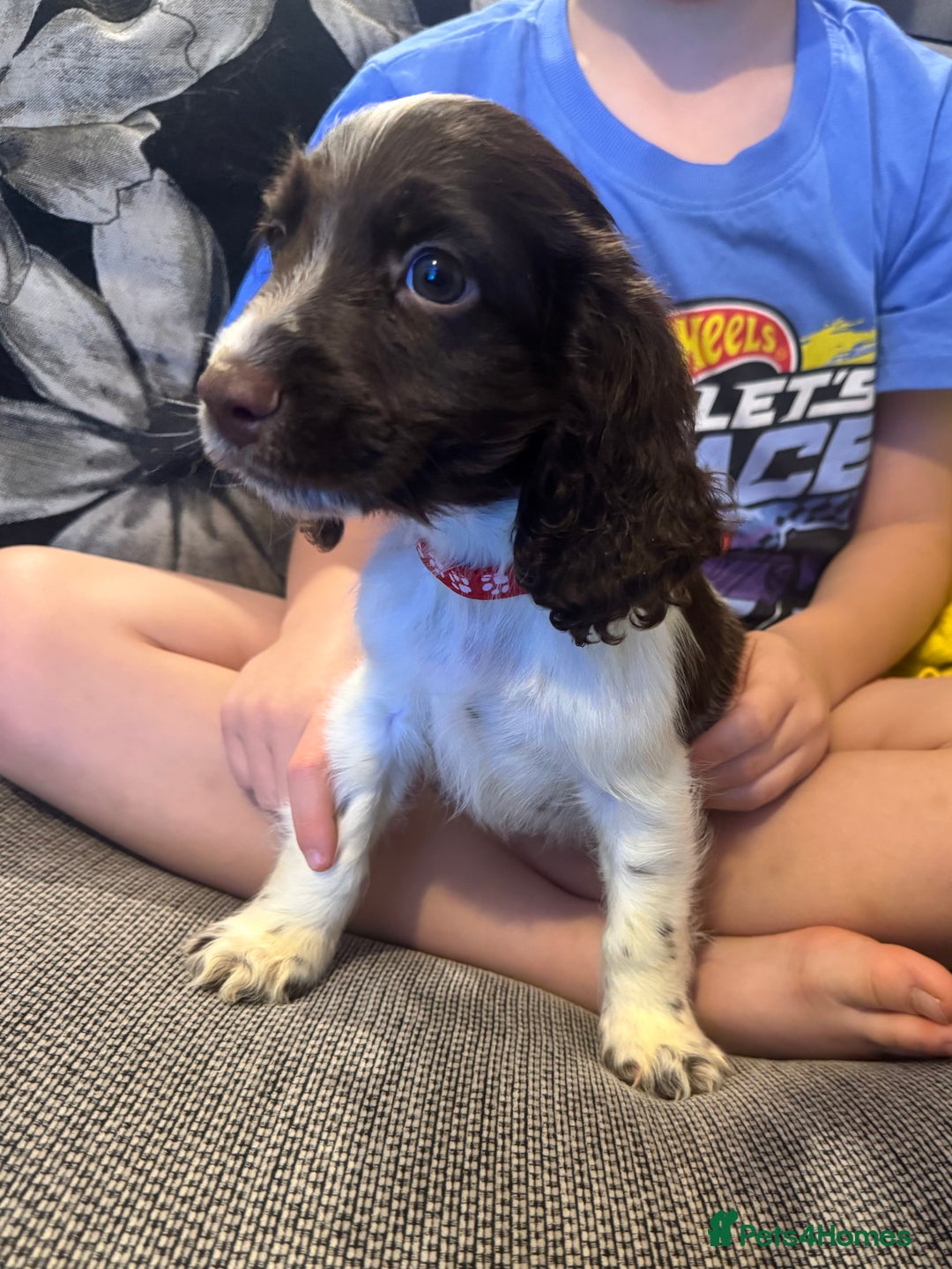 Sprocker dogs for sale: Gorgeous Sprocker spaniel puppy - Image 4