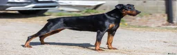 Dobermann dogs for sale: Outstanding KC Reg Dobermann Pups Rust and Black  - Advert 5