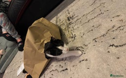 British Shorthair cats for sale: Male British short haired kitten 6months old - Advert 2