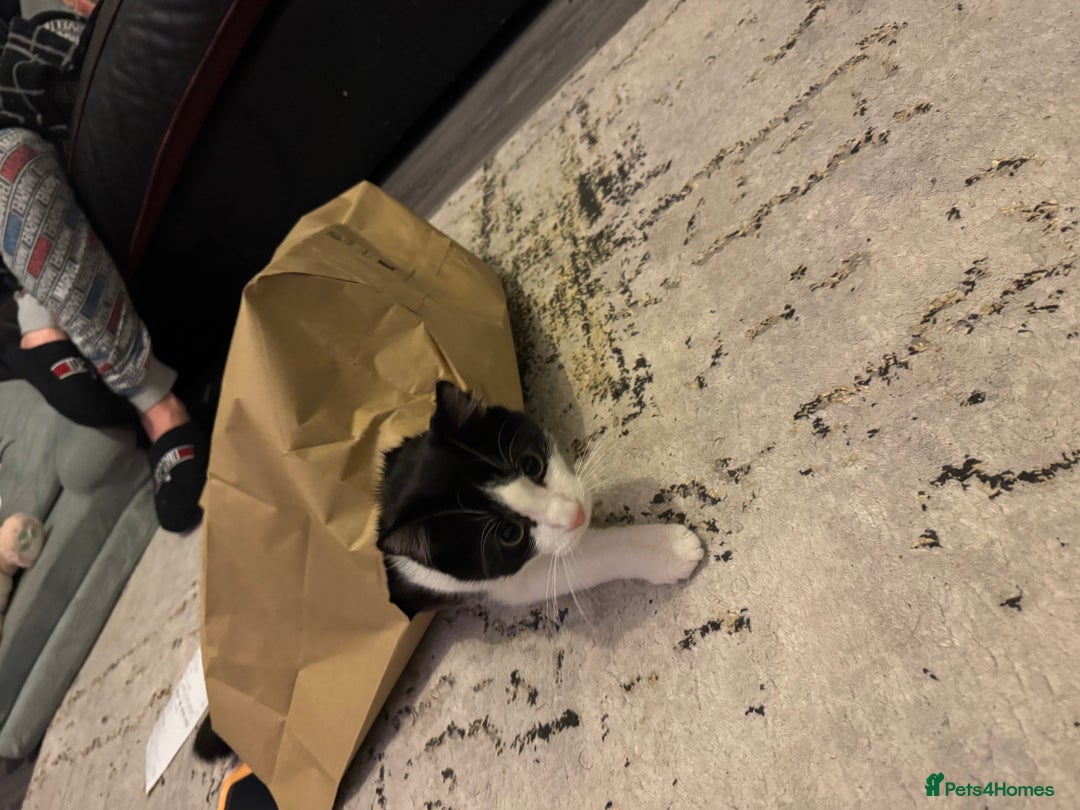 British Shorthair cats for sale: Male British short haired kitten 6months old - Advert 2