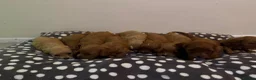 Cavapoo dogs for sale: Are gorgeous cavapoo puppies  - Advert 6