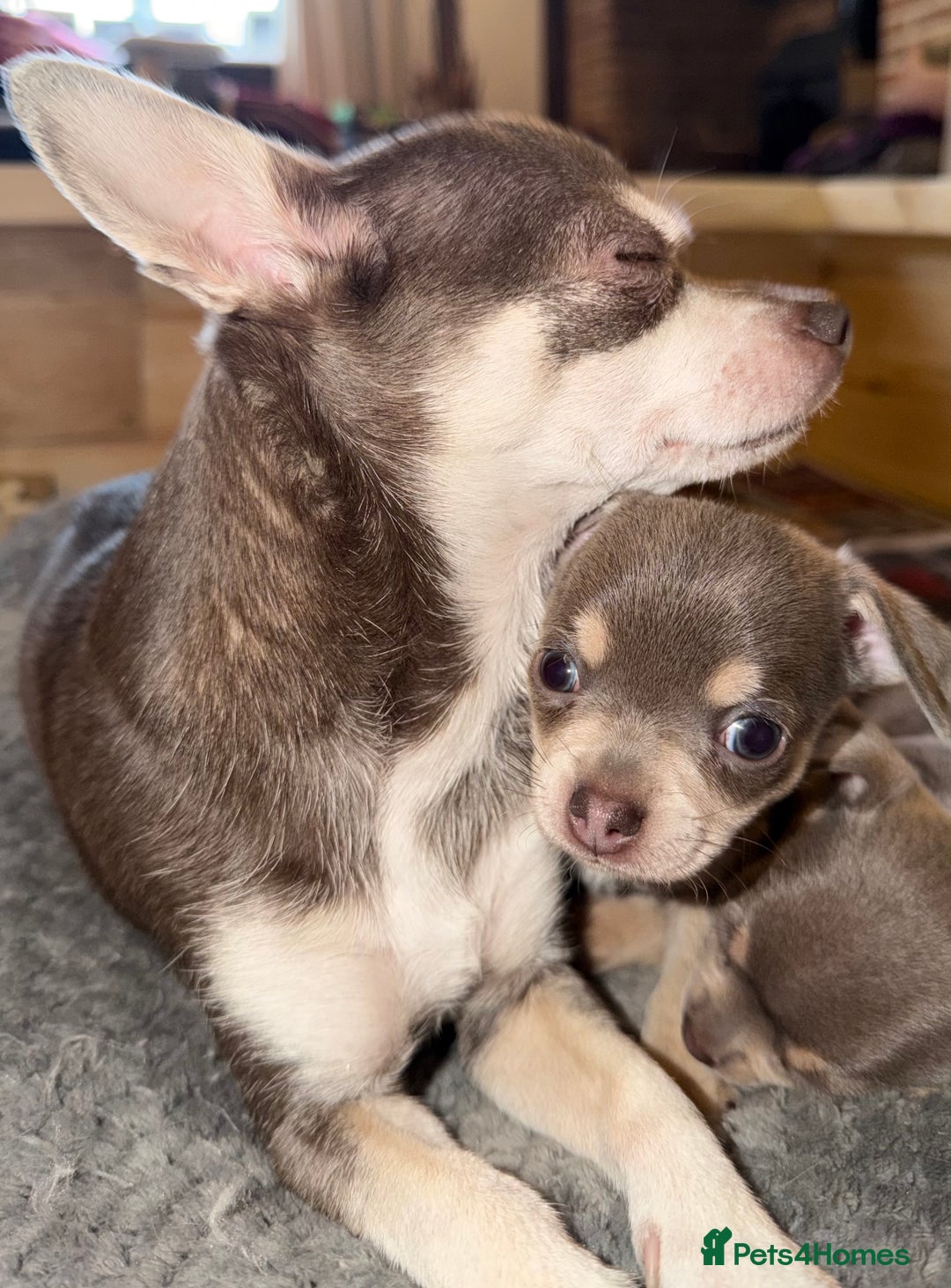 Chihuahua dogs for sale: Stunning Blue & Tan Male Chihuahua puppy - Advert 6