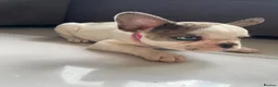 French Bulldog dogs for sale: French bulldog  - Advert 26