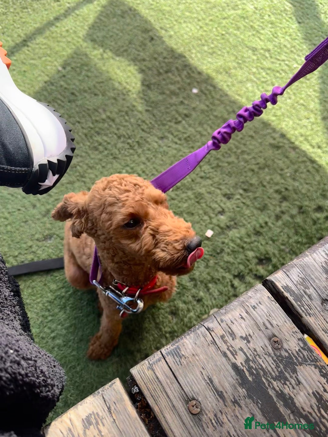 Poodle dogs for sale: KC Red fox miniature toy poodle. Ready now - Image 14