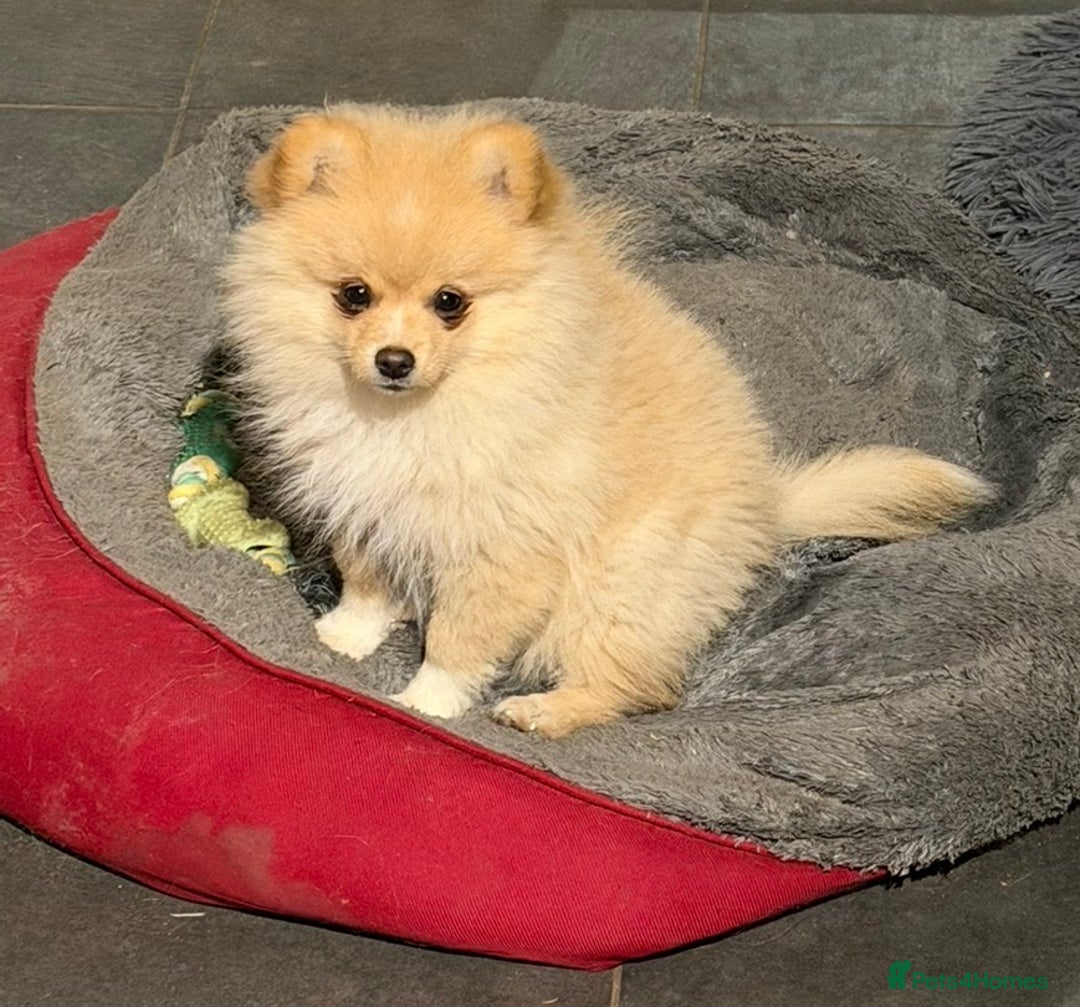 Pomeranian dogs for sale: Hugo Boss Pomeranian boy  - Advert 3