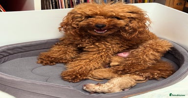 Toy Poodle dogs - Advert 2