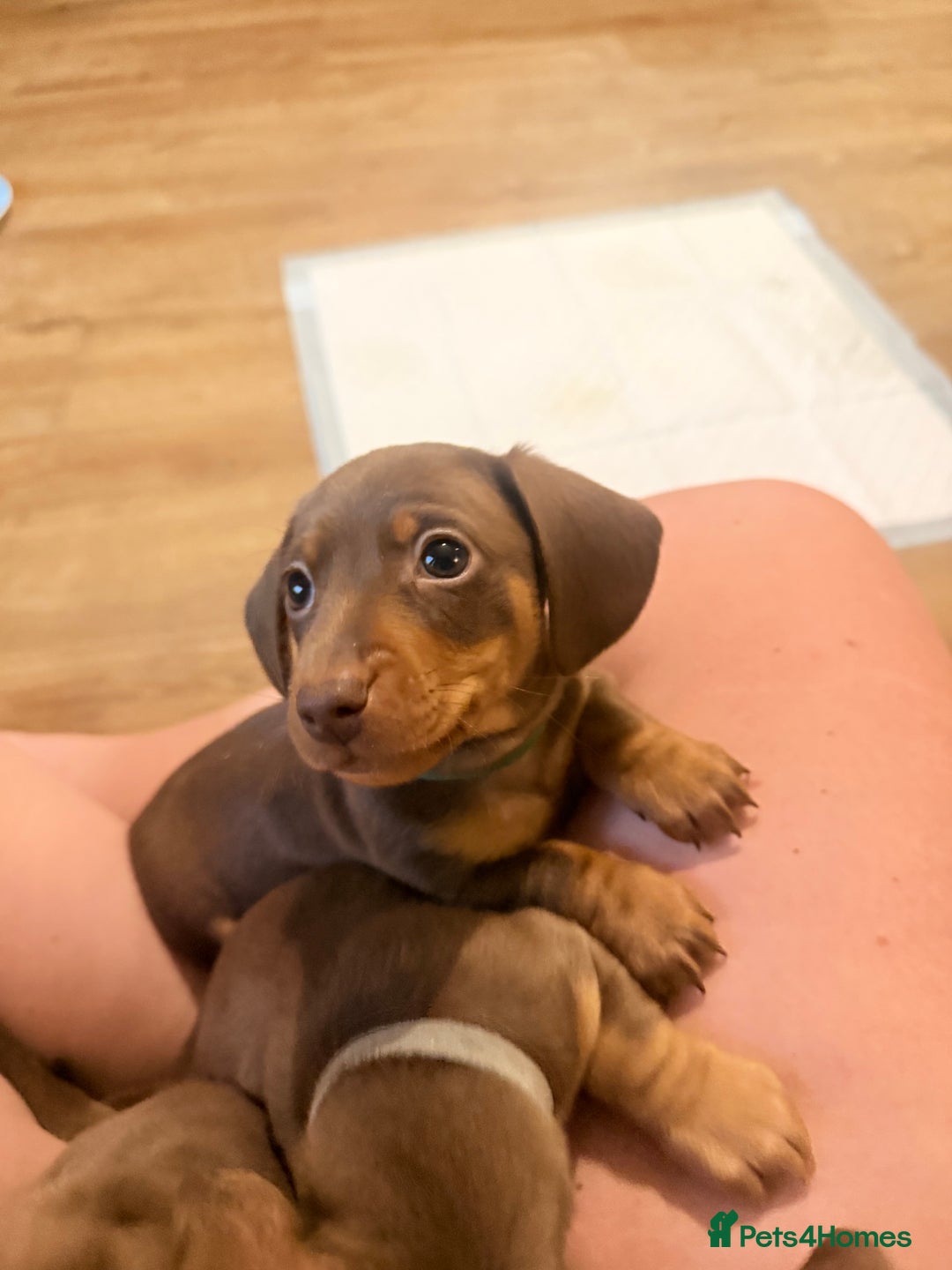 Miniature Dachshund dogs for sale: 3 girls Left Miniature Dachshund chocolate & tan - Advert 4