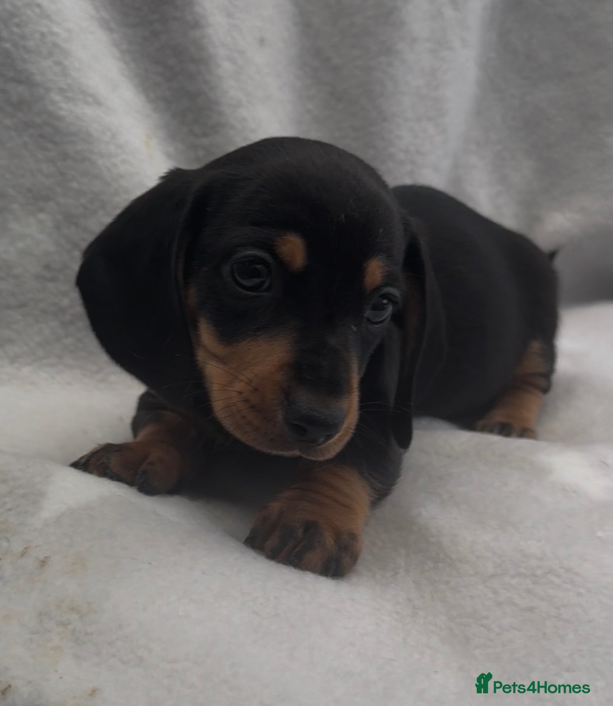 Miniature Dachshund dogs Beautiful mini dachshund pups  - Advert 10