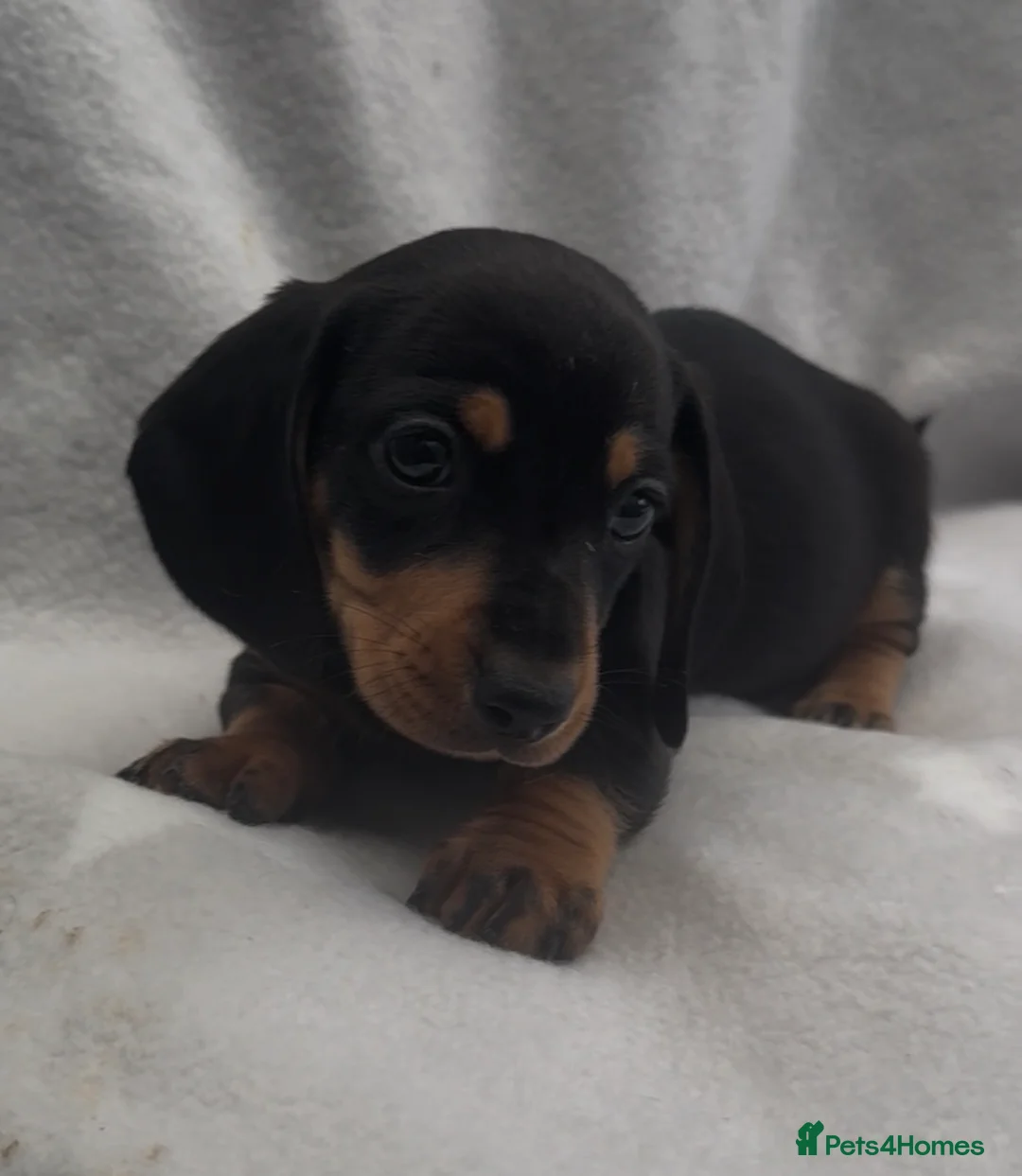 Miniature Dachshund dogs for sale: Beautiful mini dachshund black tan boy ready now - Advert 8