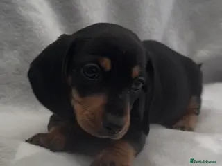 Miniature Dachshund dogs Beautiful mini dachshund pups - Advert 10