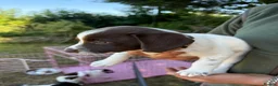 Sprollie dogs for sale: Springer x Collie in Lydney - Advert 3