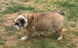 English Bulldog dogs for sale: 2 KC registered Bitches - Image 7