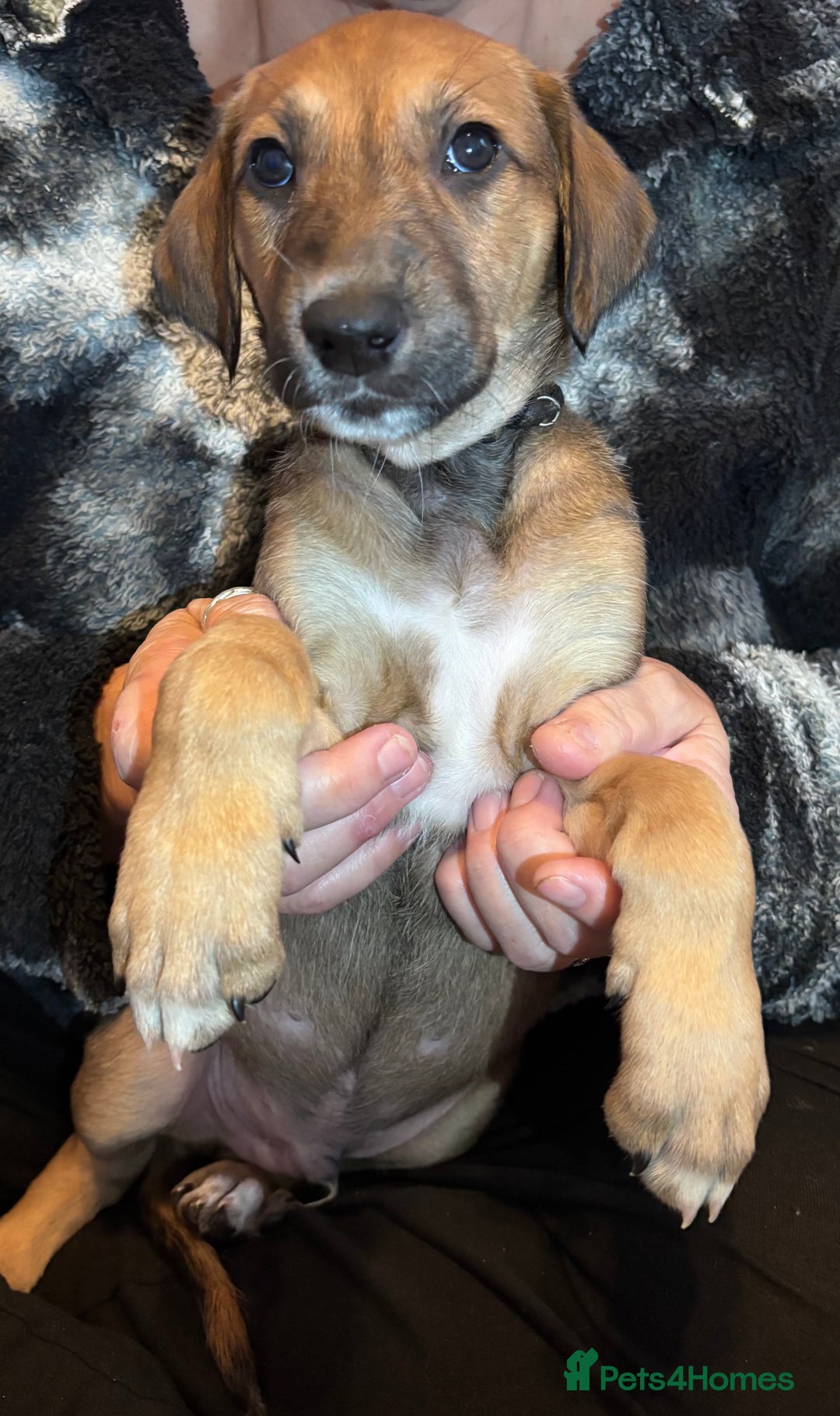 Mixed Breed dogs for sale: SalukiX⭐️ ONLY 4 Left ! READY TO GO  - Advert 11