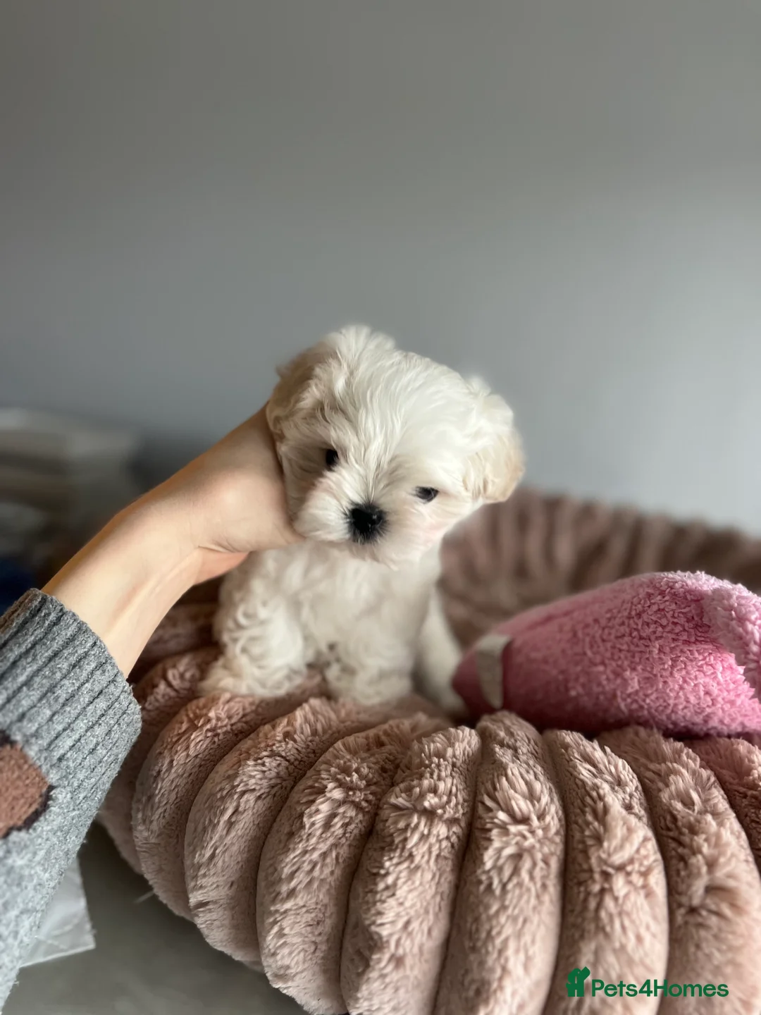 Maltese dogs for sale: Reduced price 💙Maltese cute puppies 💙 - Advert 26
