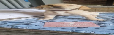 Labrador Retriever Puppy 10