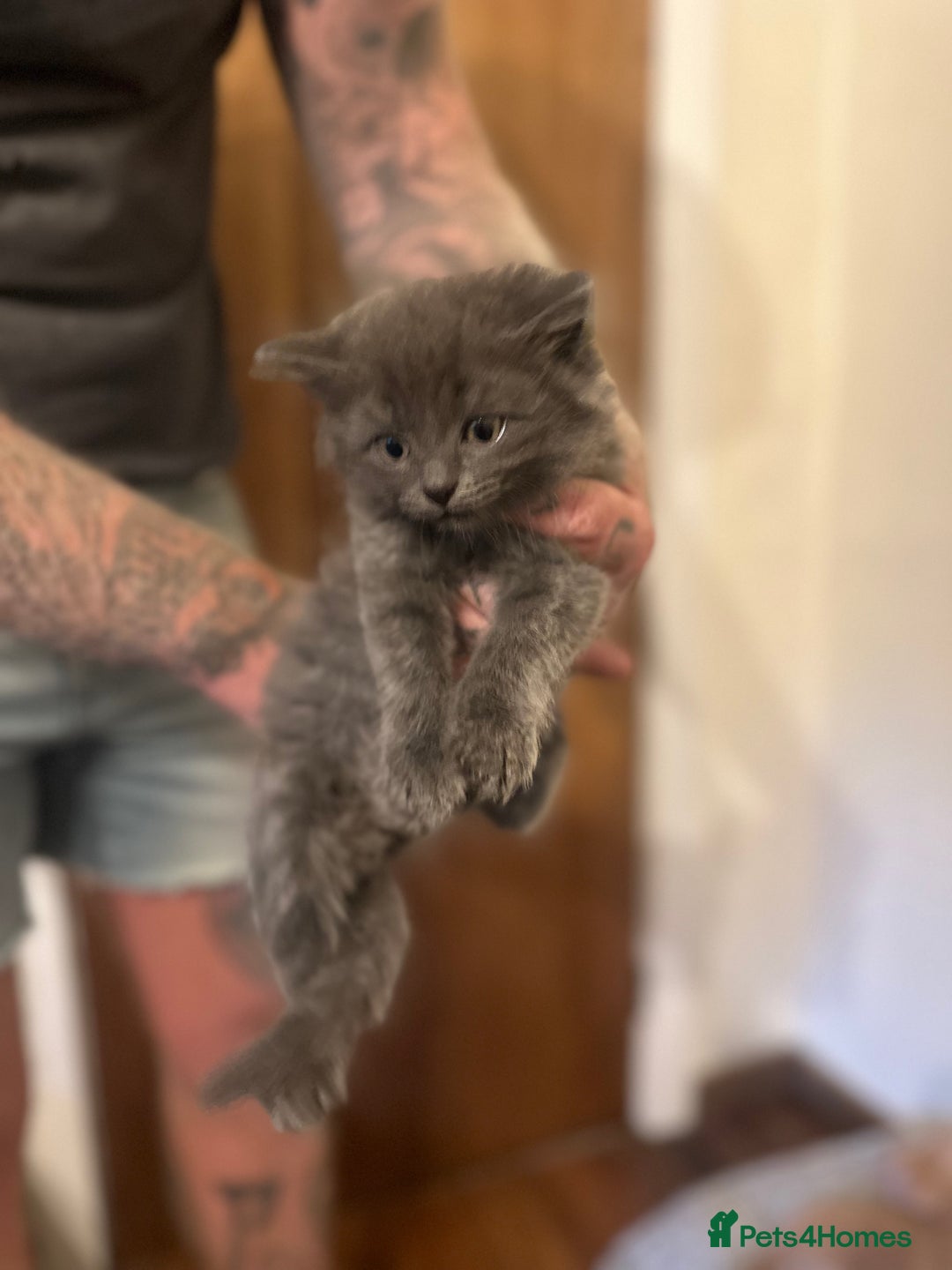 Nebelung cats for sale: 5 beautiful kittens available  in Bradford - Image 18