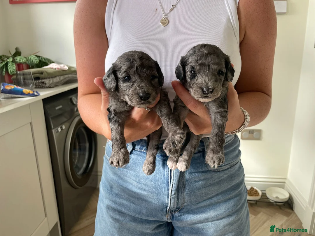 Miniature Poodle dogs for stud: Toy Merle poodle stud  in Shildon - Advert 6