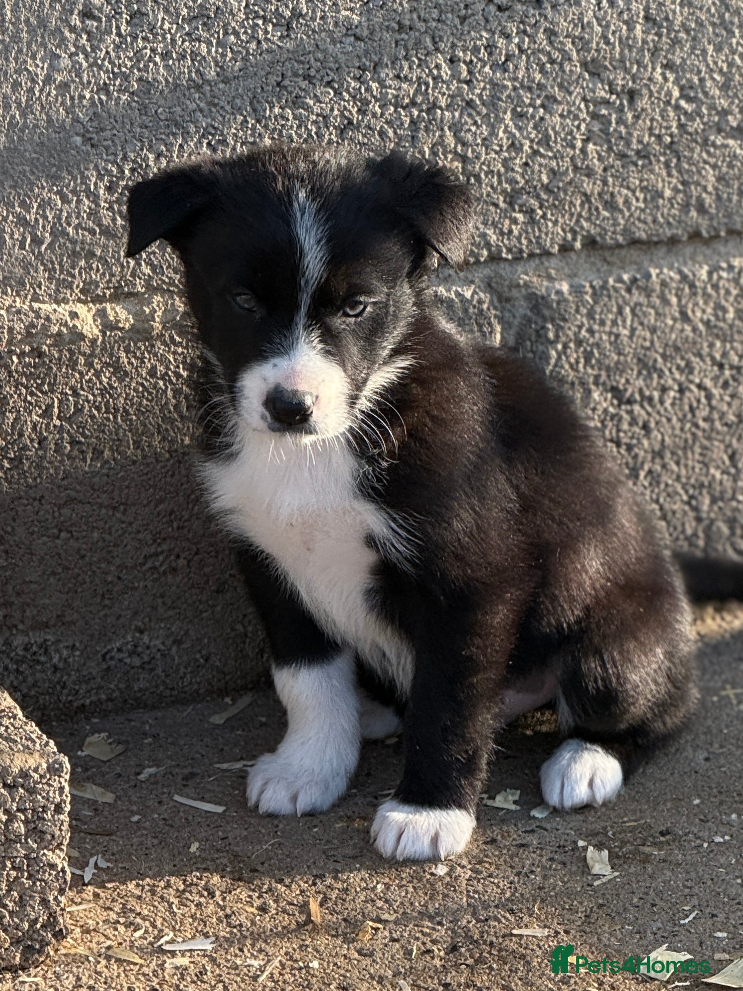 Border Collie dogs Gorgeous Merle,black and white and tri collie pups - Advert 2