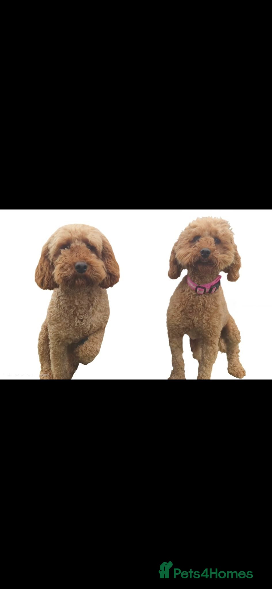 Miniature Poodle dogs Miniature Poodle  - Advert 5
