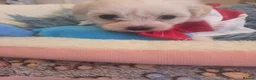 Maltese dogs for sale: Cute puppies❤️💜🩵🩶 - Advert 14