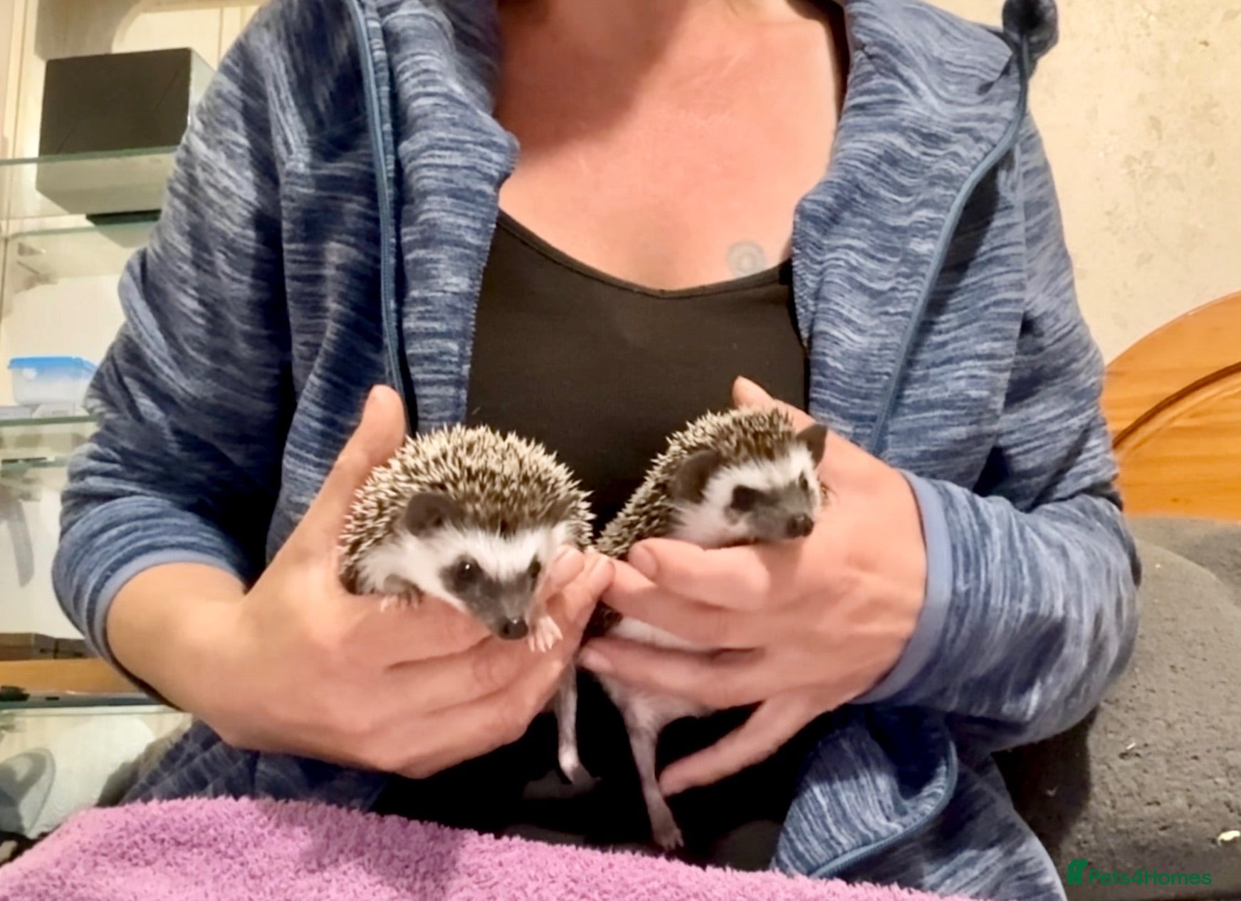 Pygmy Hedgehog rodents African Pygmy Hedgehog hoglets baby’s ready now  - Advert 2
