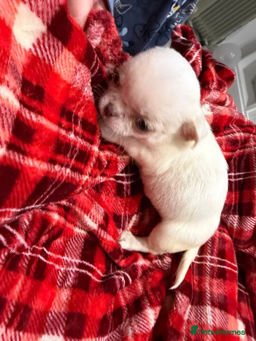 Chihuahua dogs for sale: KC registered chihuahua amazing green eyes  - Advert 17