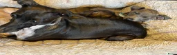 Italian Greyhound dogs for sale: Gorgeous KC Italian Greyhounds - Advert 3