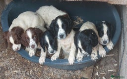 English Springer Spaniel dogs for sale: Springer spaniel pups  - Image 10