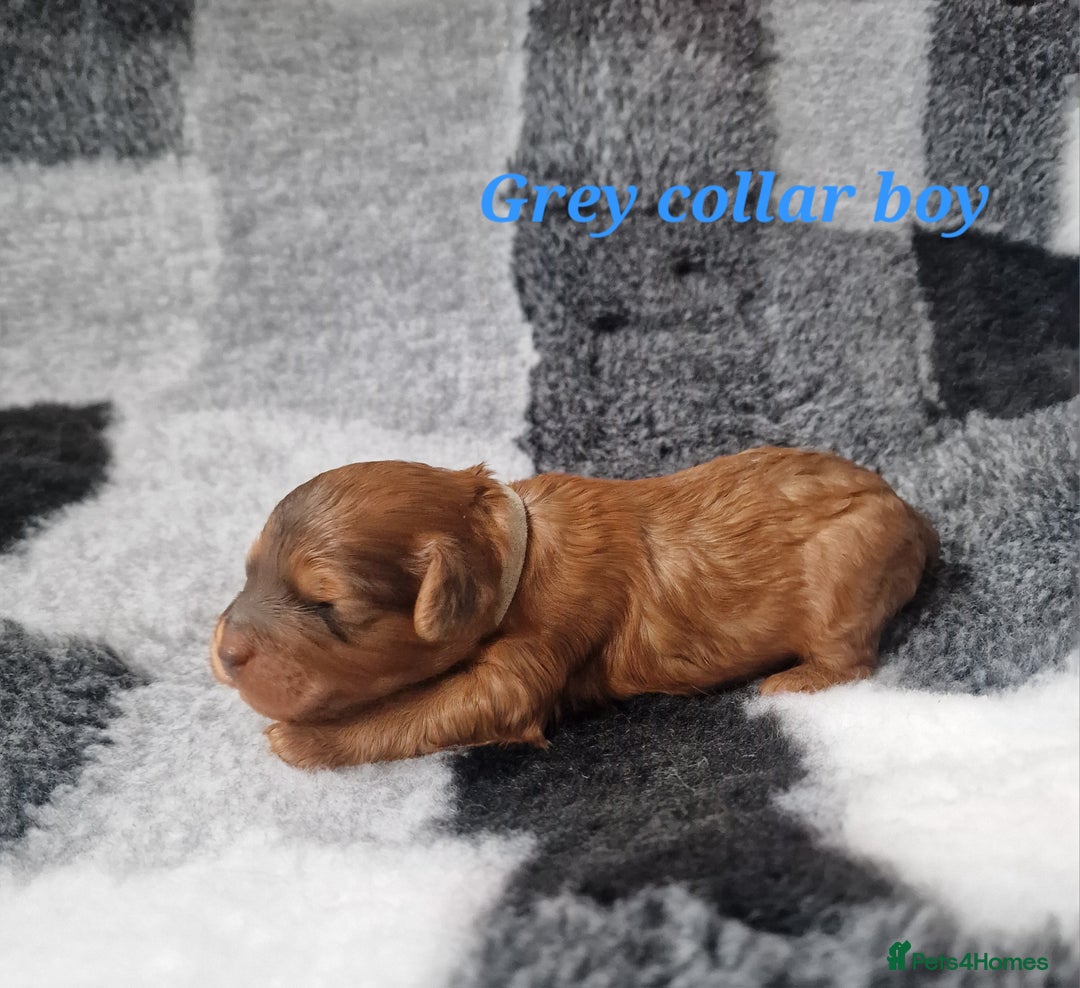 Cockapoo dogs for sale: Beautiful F1 Cockapoo puppies - Image 8