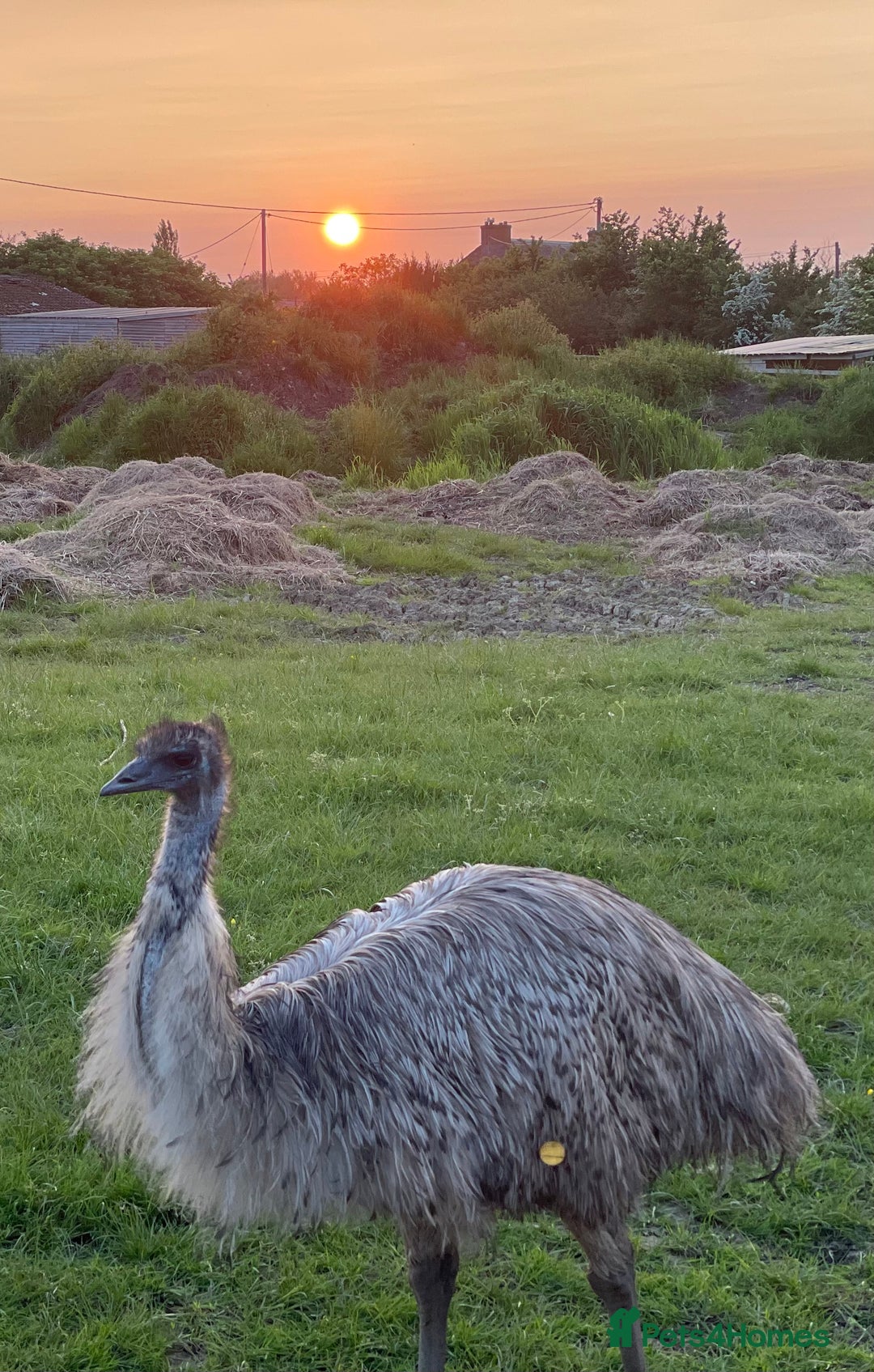 Mixed Breed birds for sale: Emu trio - Image 2