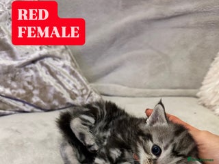 Maine Coon cats UPDATE* 4***. 5 MAINE COON X BABIES FOR SALE - Advert 2