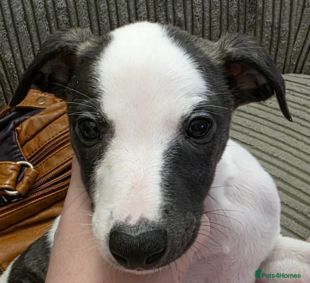 Whippet dogs for sale: Pedigree whippet bitch - Advert 2