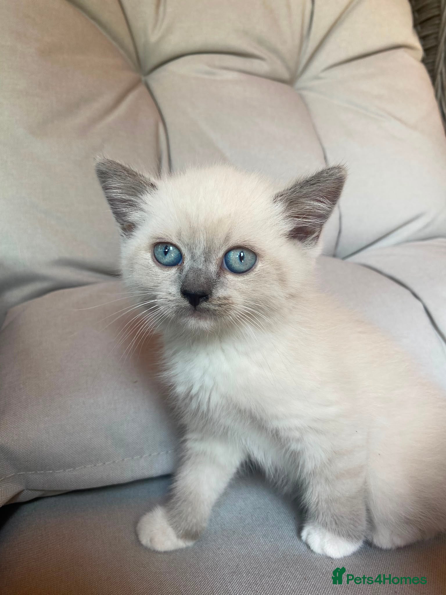 Mixed Breed cats Mixed pedigree kittens - Advert 2