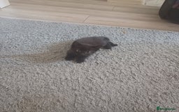 Mixed Breed cats for sale: Little Fluff kittens ready now  - Image 6