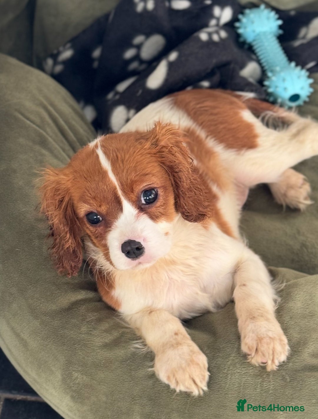 Cavalier King Charles Spaniel dogs for sale: Pippin - Health-checked Blenheim Boy - Advert 7