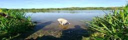 Mixed Breed dogs for adoption: Ivy - Norwich Norfolk  in Norwich - Advert 20