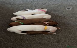 Boxer dogs for sale: Gorgeous KC Registered Boxer Pups - ONLY 3 LEFT - Image 5