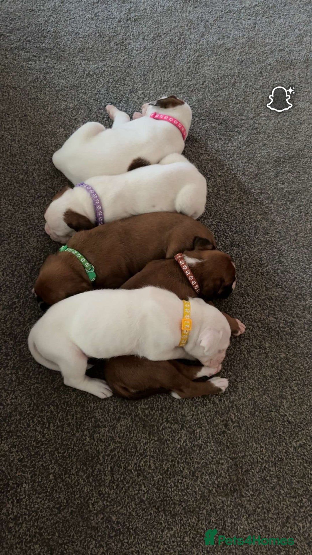 Boxer dogs for sale: Gorgeous KC Registered Boxer Pups - ONLY 3 LEFT - Image 5