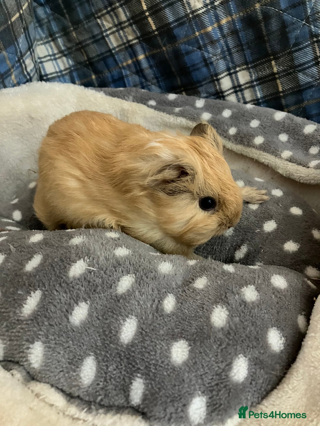 Guinea Pig rodents for sale: Lots of lovely baby boys  - Advert 1